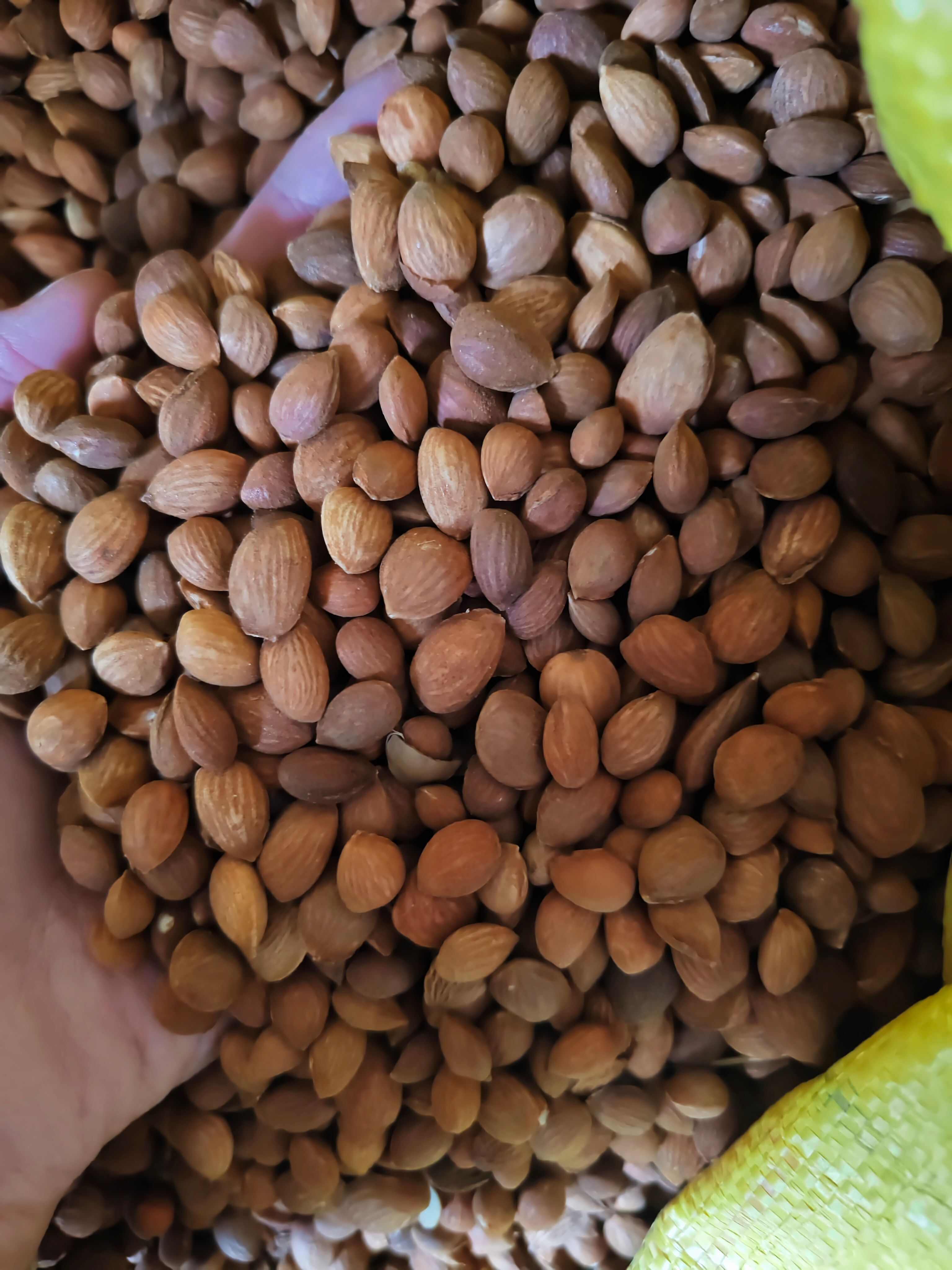 桃仁 去皮山桃仁 桃仁 规格齐全 批发零售