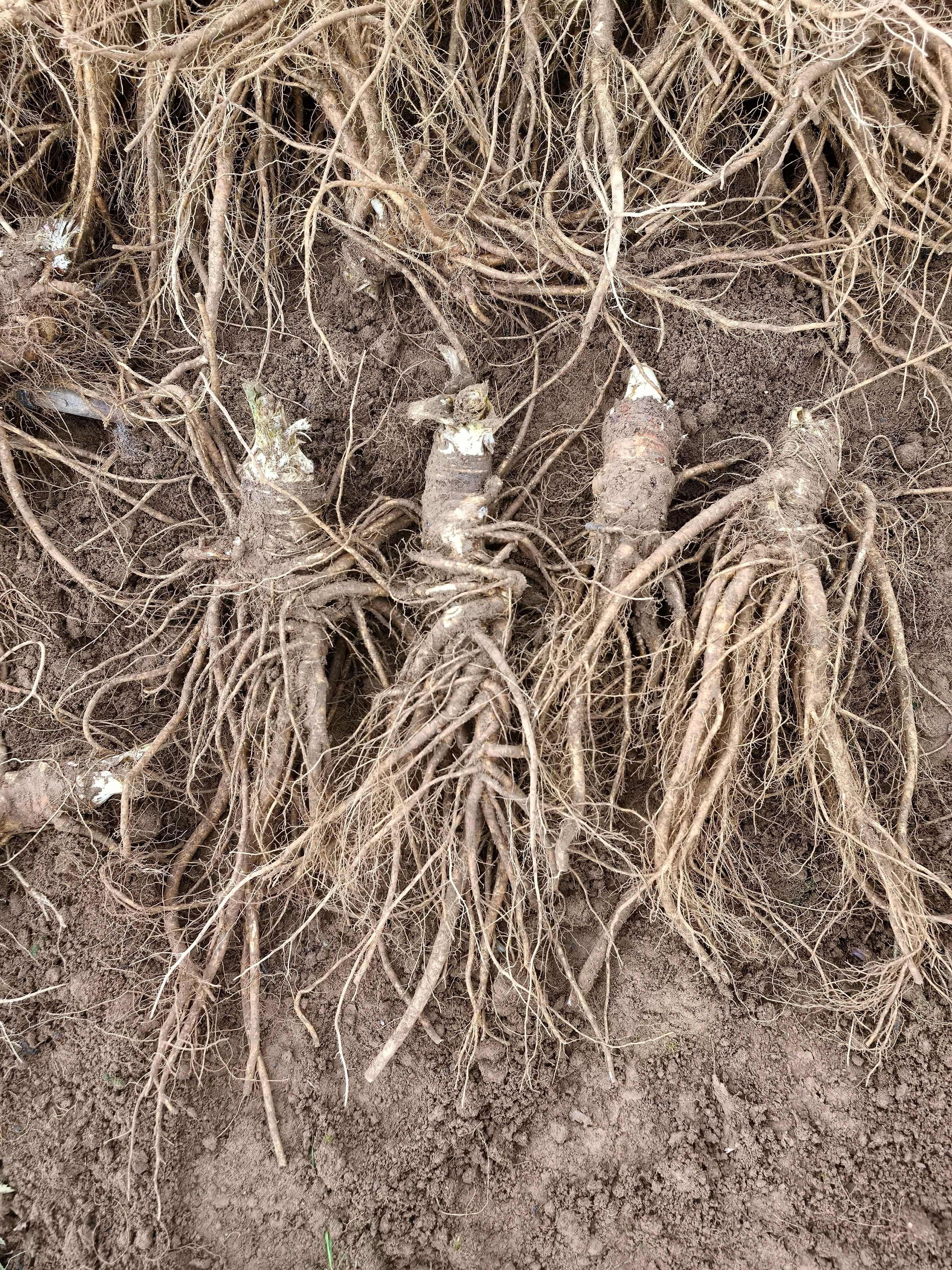 甘洛县甜当归小头长根条包邮到家