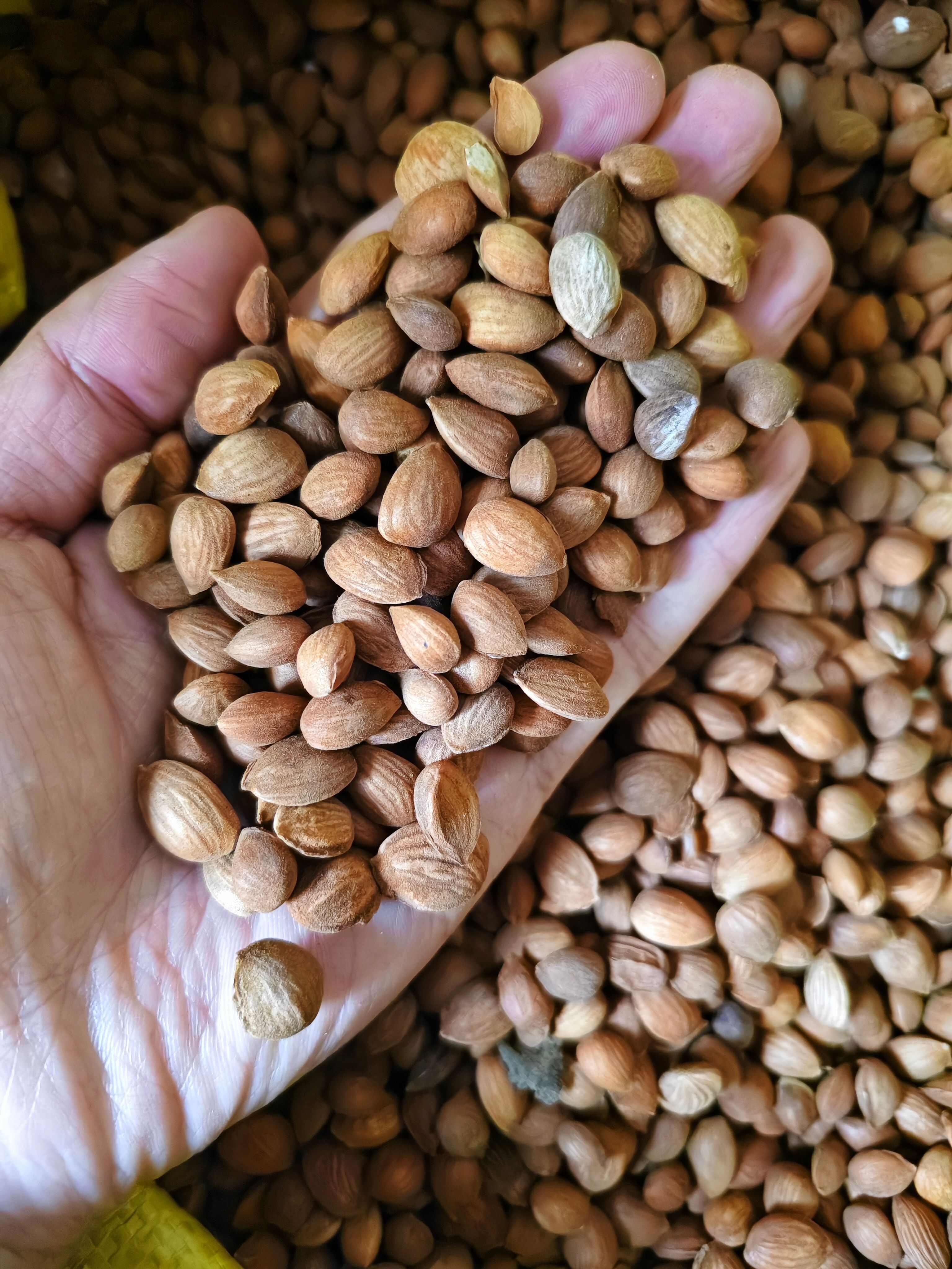 桃仁 去皮山桃仁 桃仁 规格齐全 批发零售