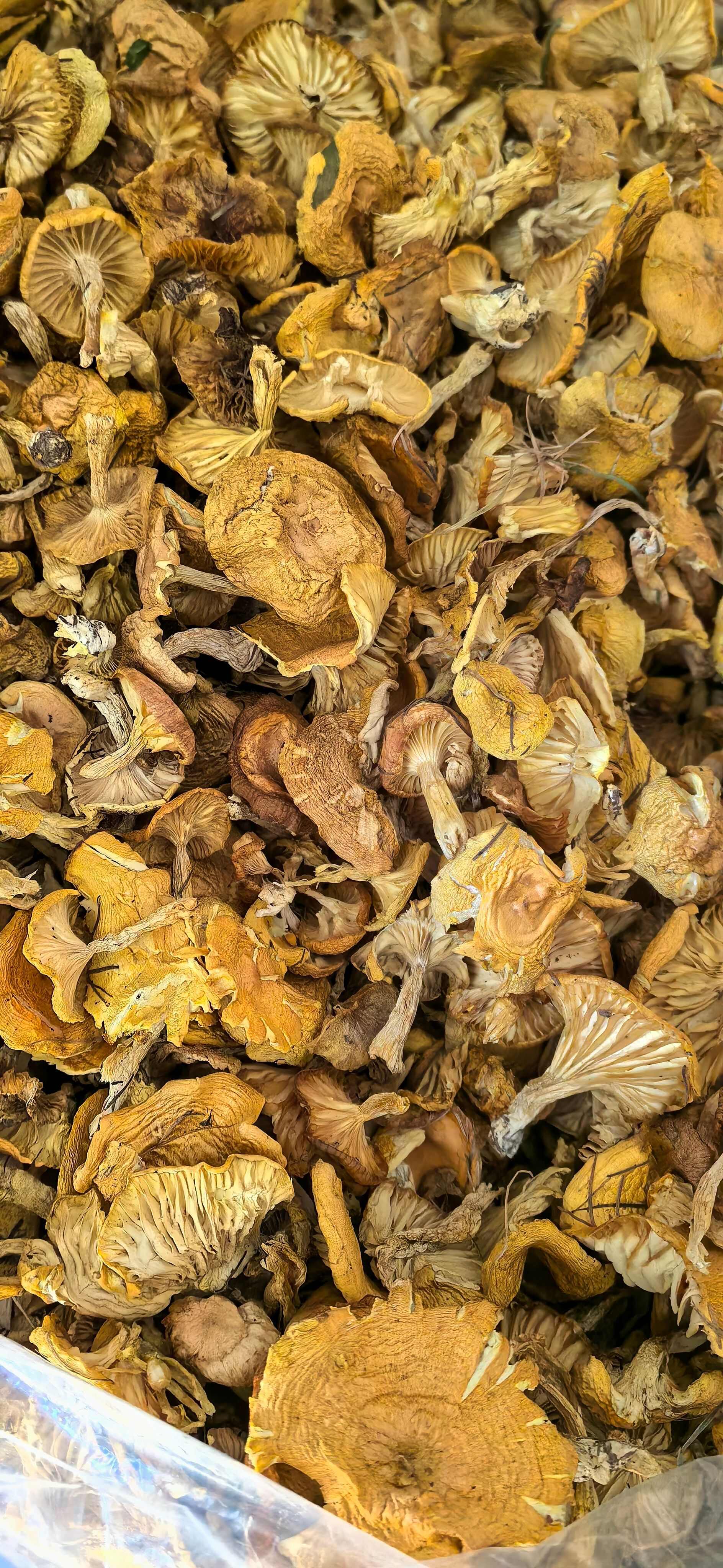 塞罕坝野生黄油蘑