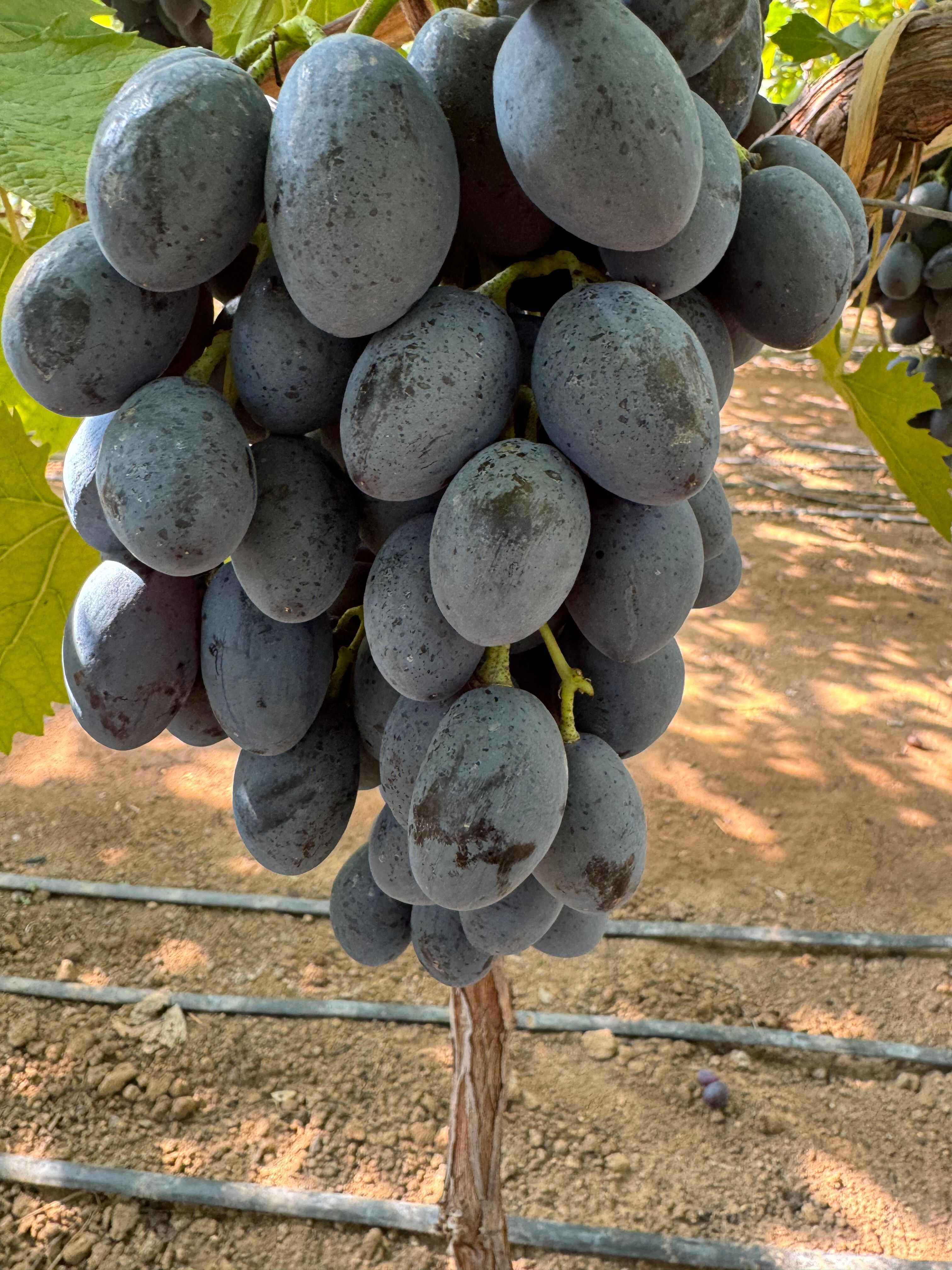 澳洲甜王葡萄苗，保纯度质量，基地直发，顺丰快递包邮