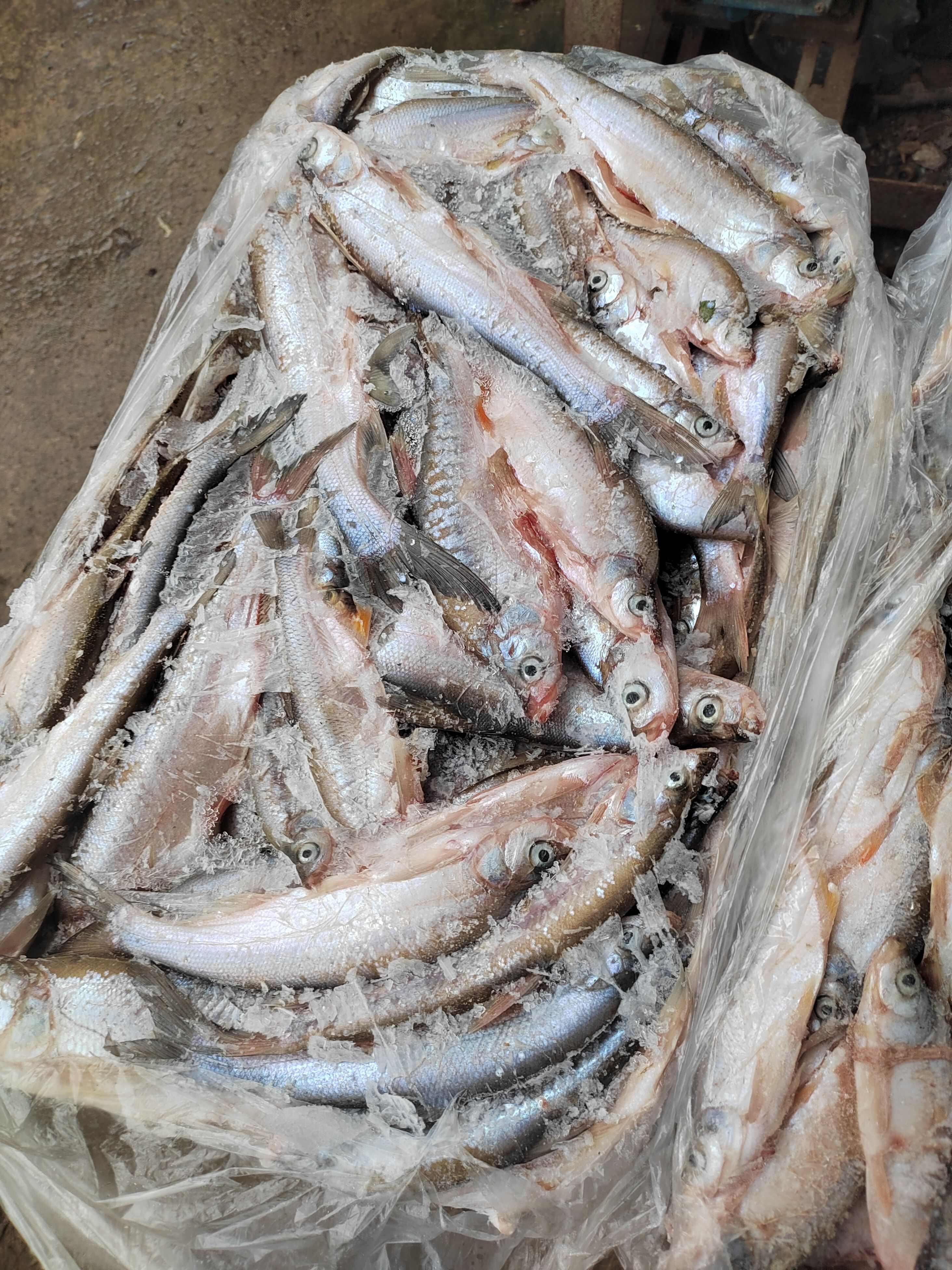 开肚白条鱼，5公斤一板