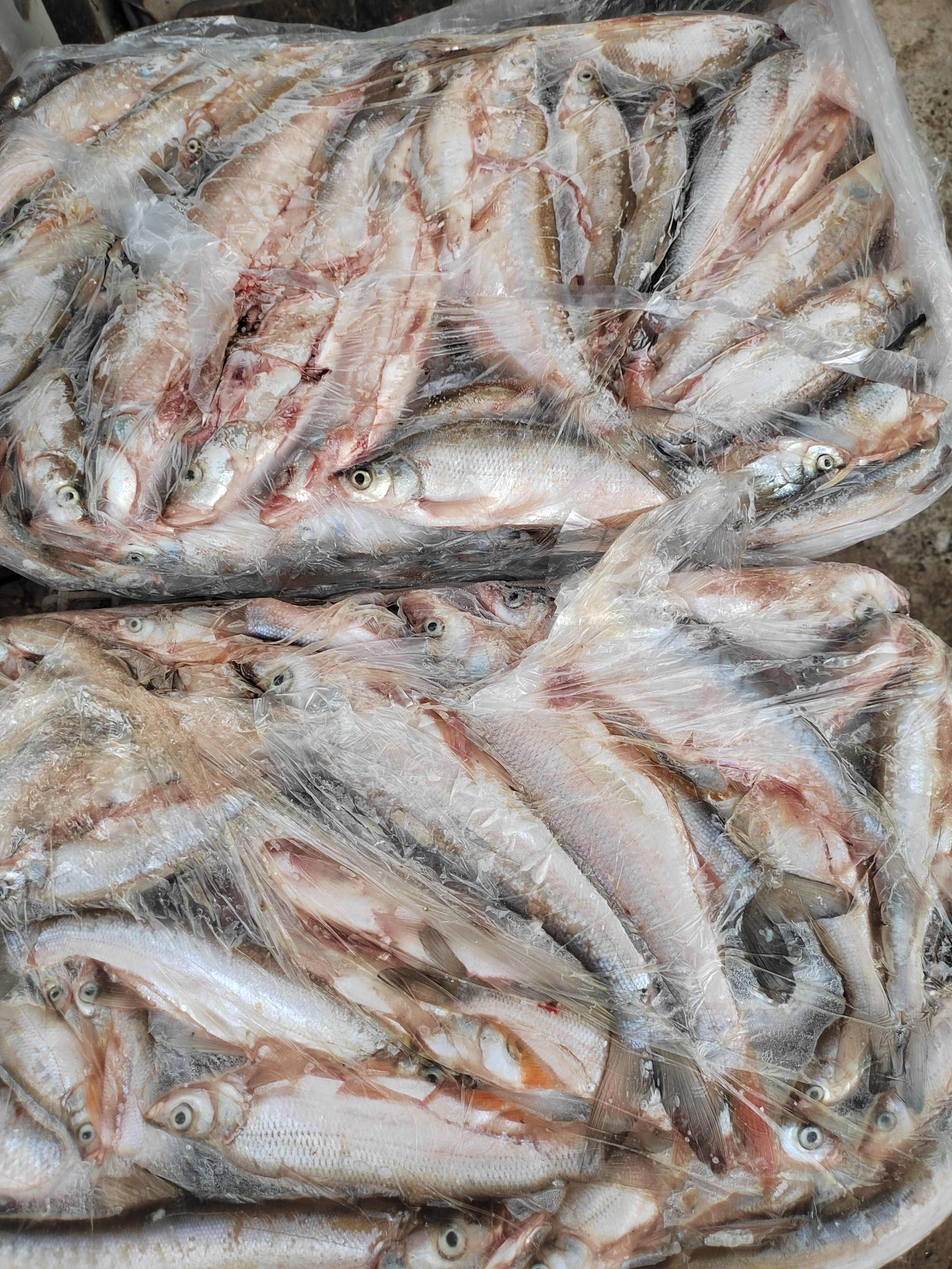 开肚白条鱼，5公斤一板