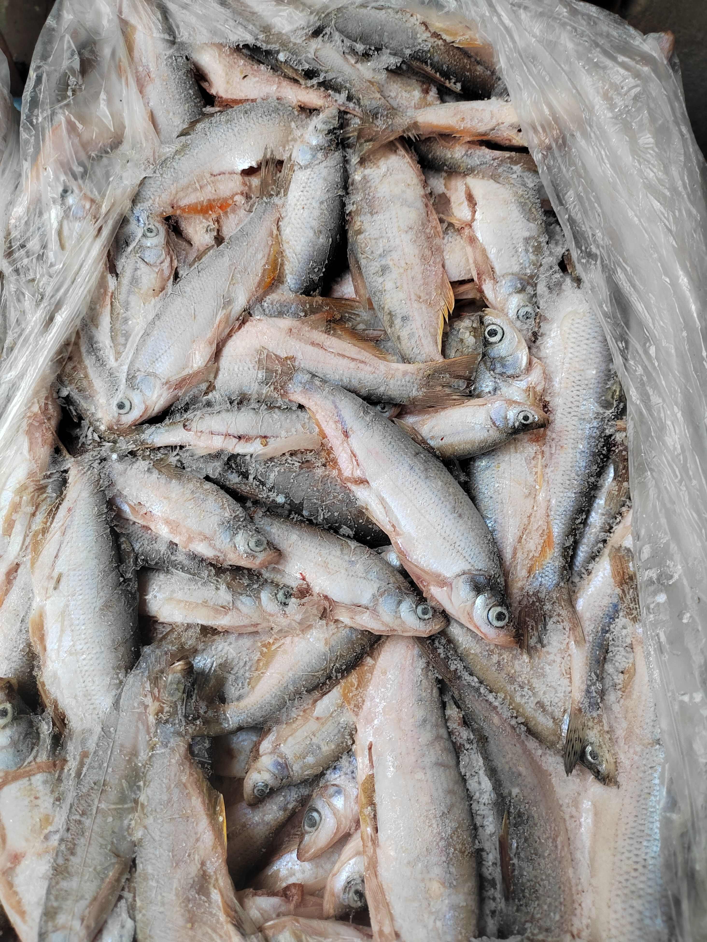 开肚白条鱼，5公斤一板