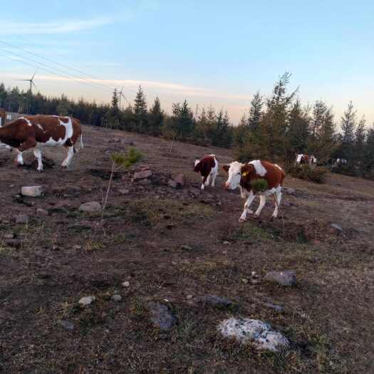 赤峰活牛，西门塔尔怀孕母牛，带犊母牛，二岁牛
