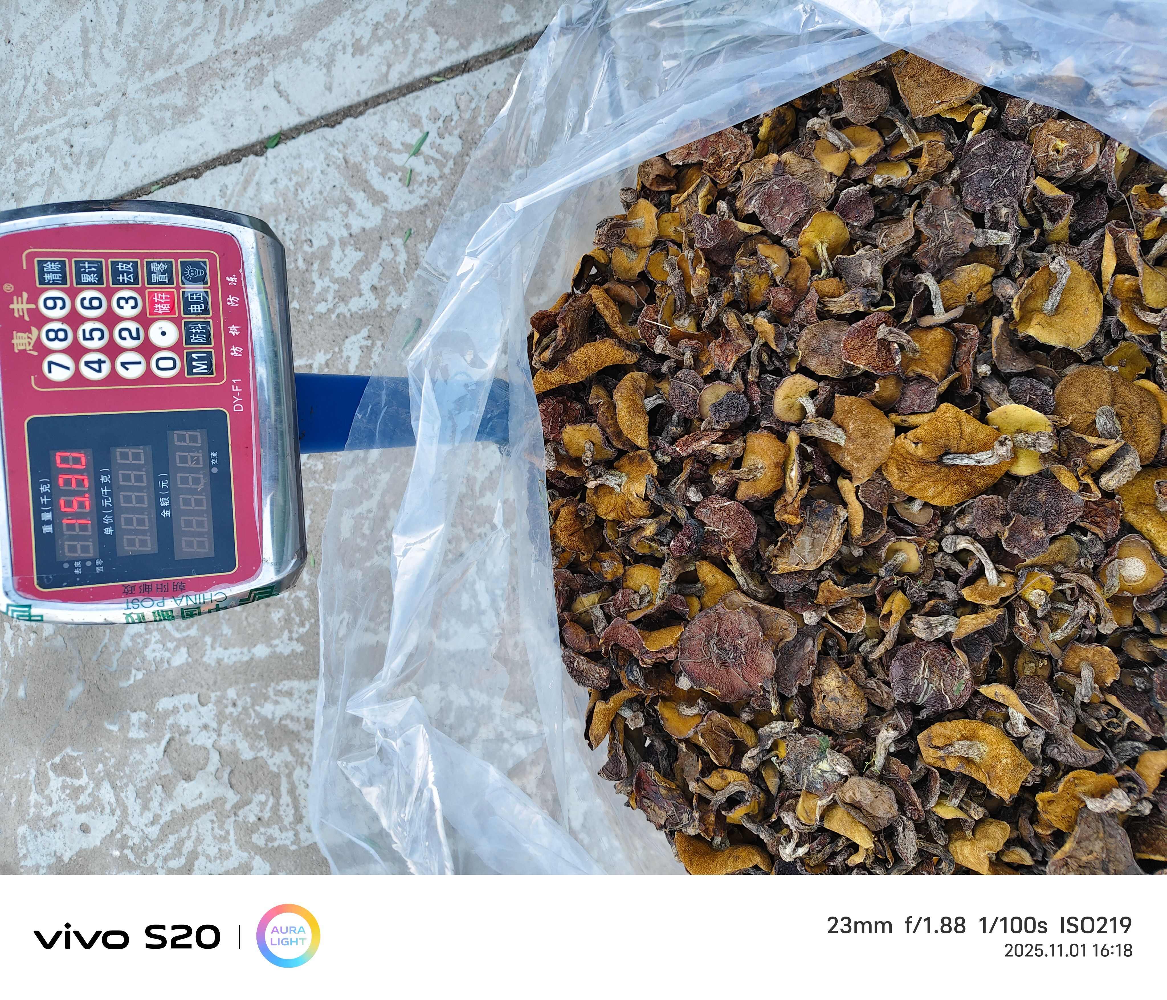 低端货松蘑（未去根未筛分）