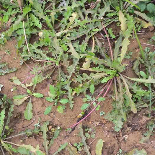 谷城县蒲公英。干的湿的都有哦。新鲜的有货。有需要的可以下单发货