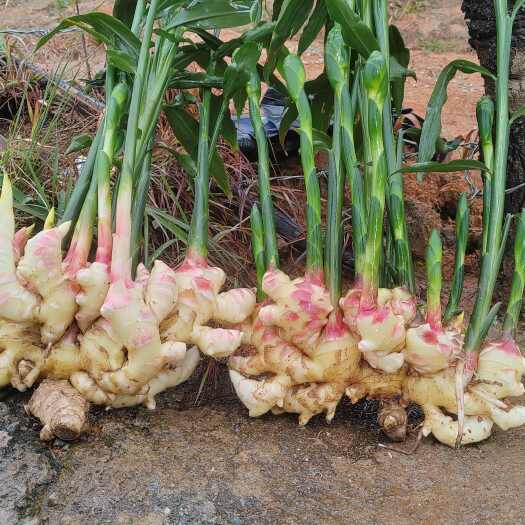 马关县优质建水中黄姜姜种