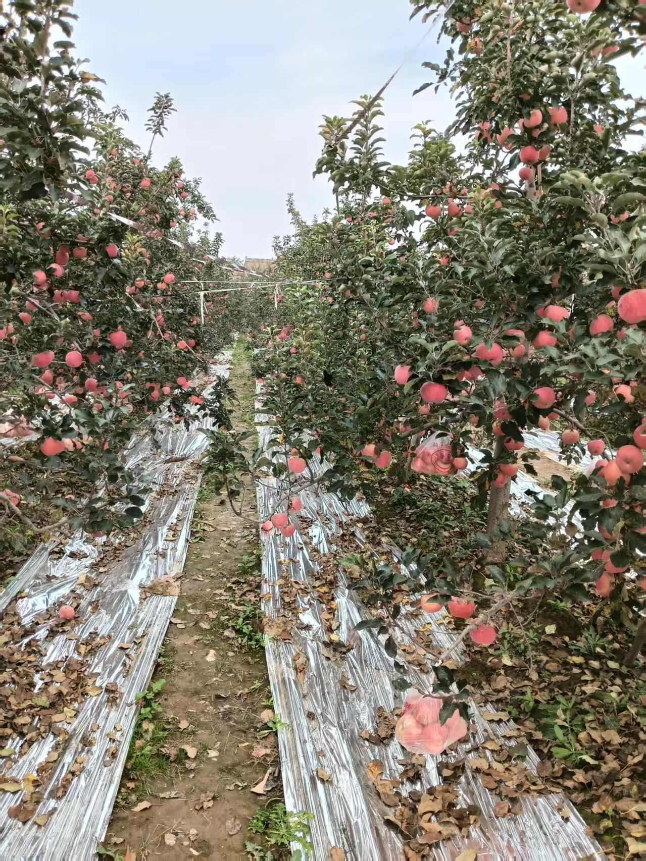 陕西红富士苹果