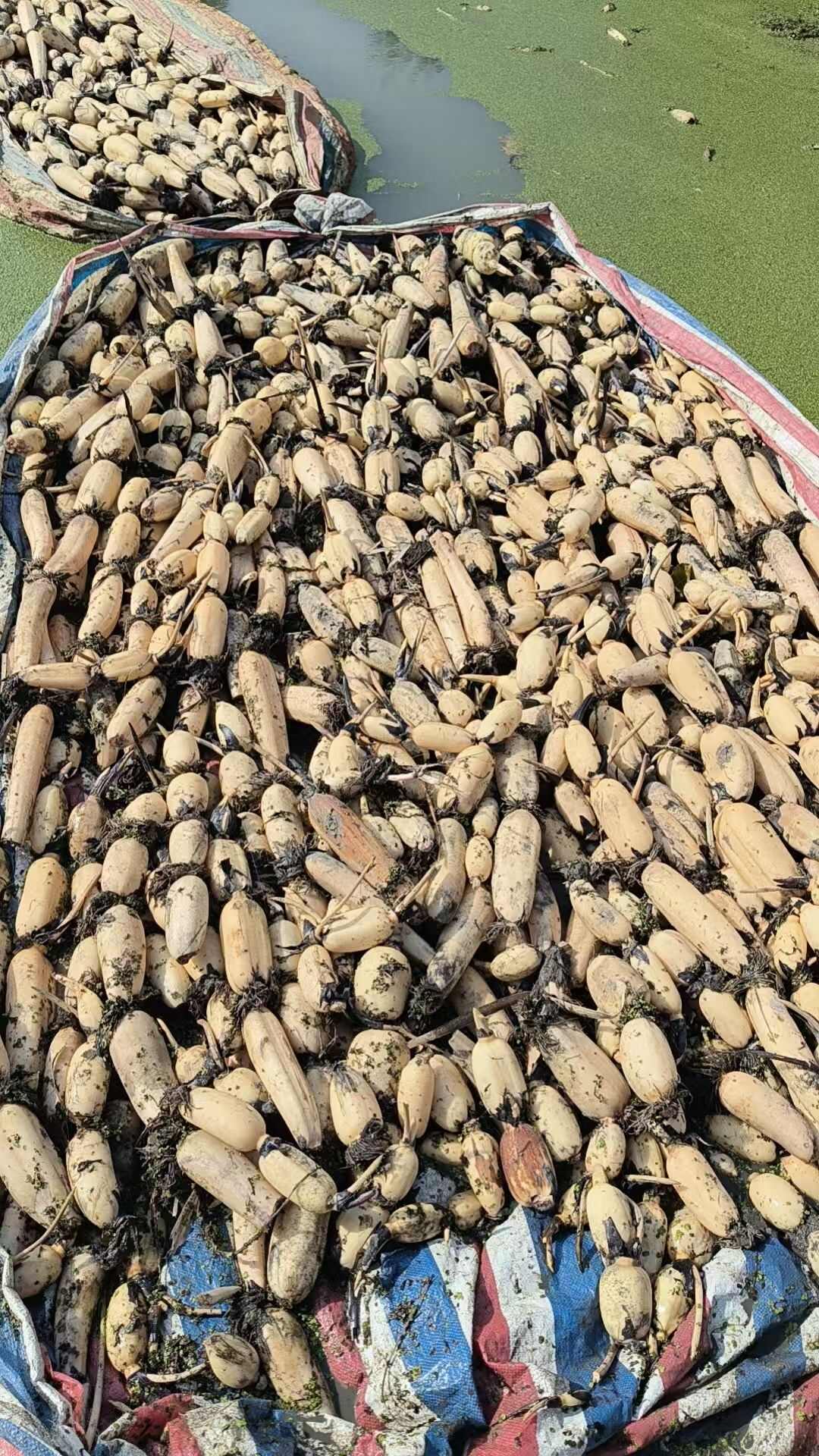 高品质，新鲜出货，口感好