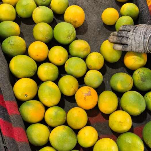 新平县云南冰糖橙（电商高次）整车代发11.2