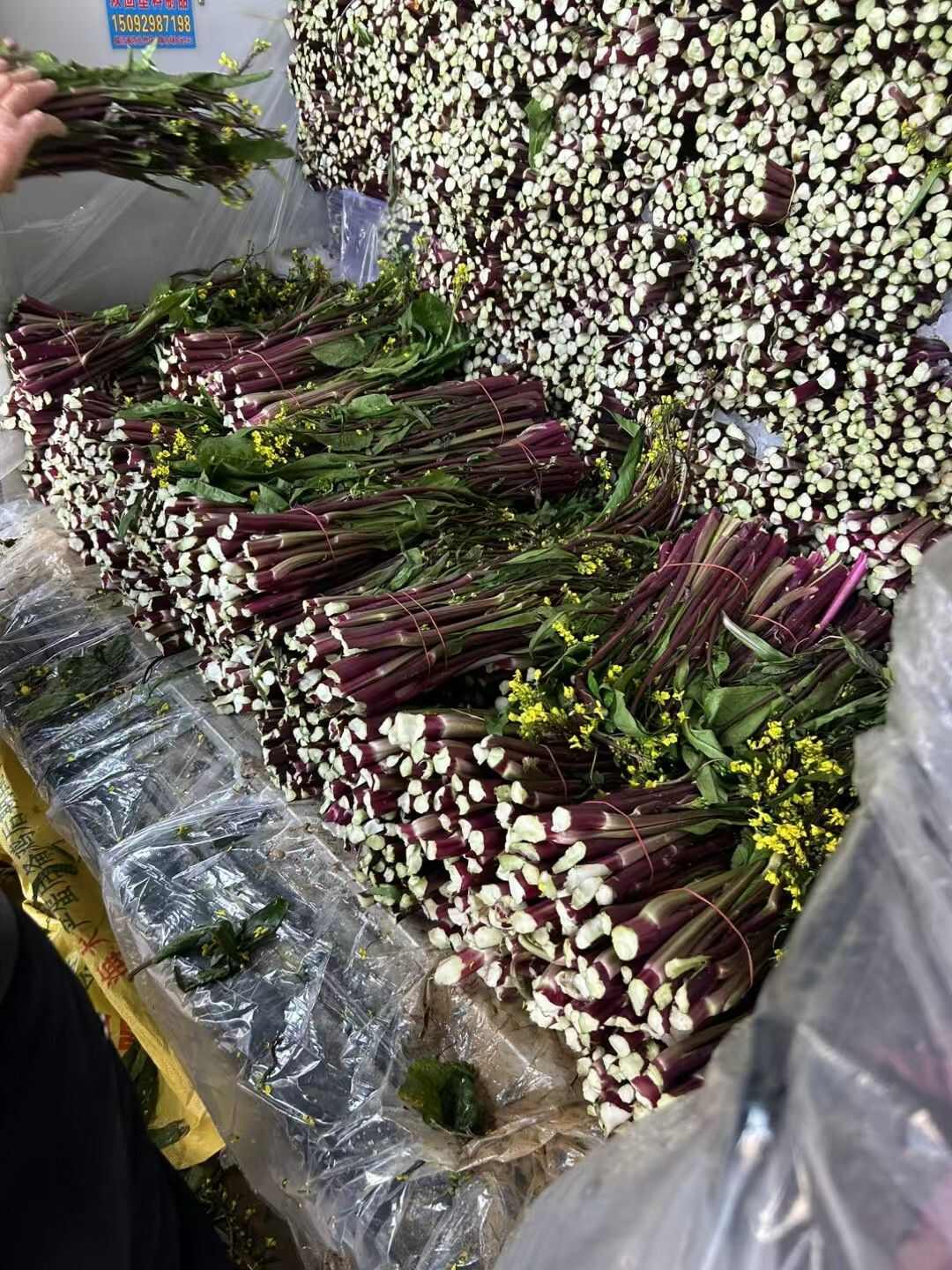 红菜苔大量上市。质量好