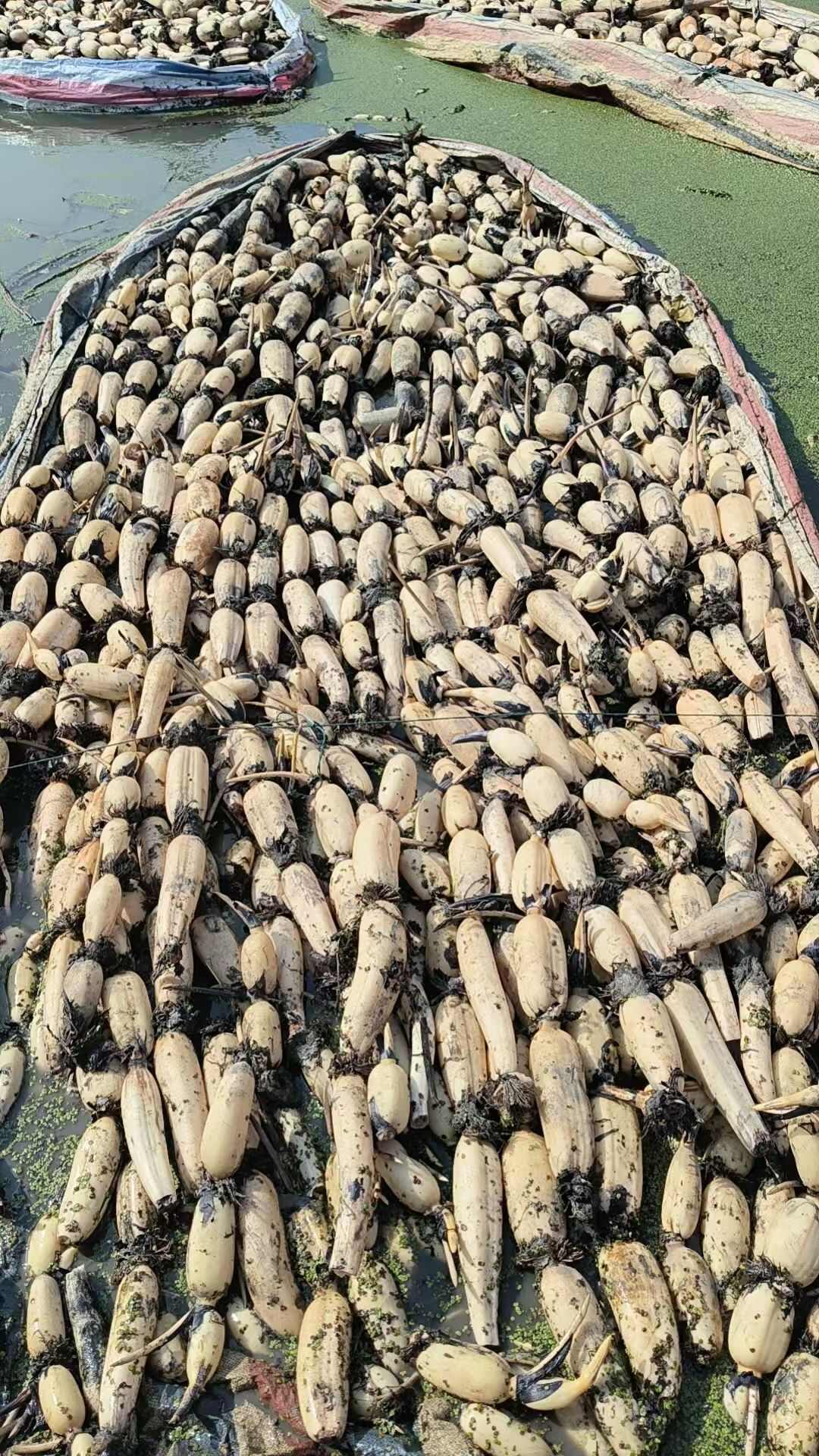 高品质，新鲜出货，口感好