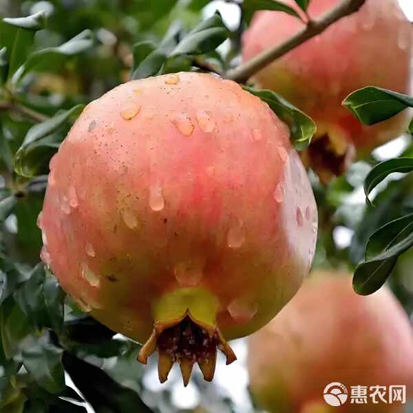 陕西特产临潼石榴甜石榴新鲜水果水晶石榴果农直发