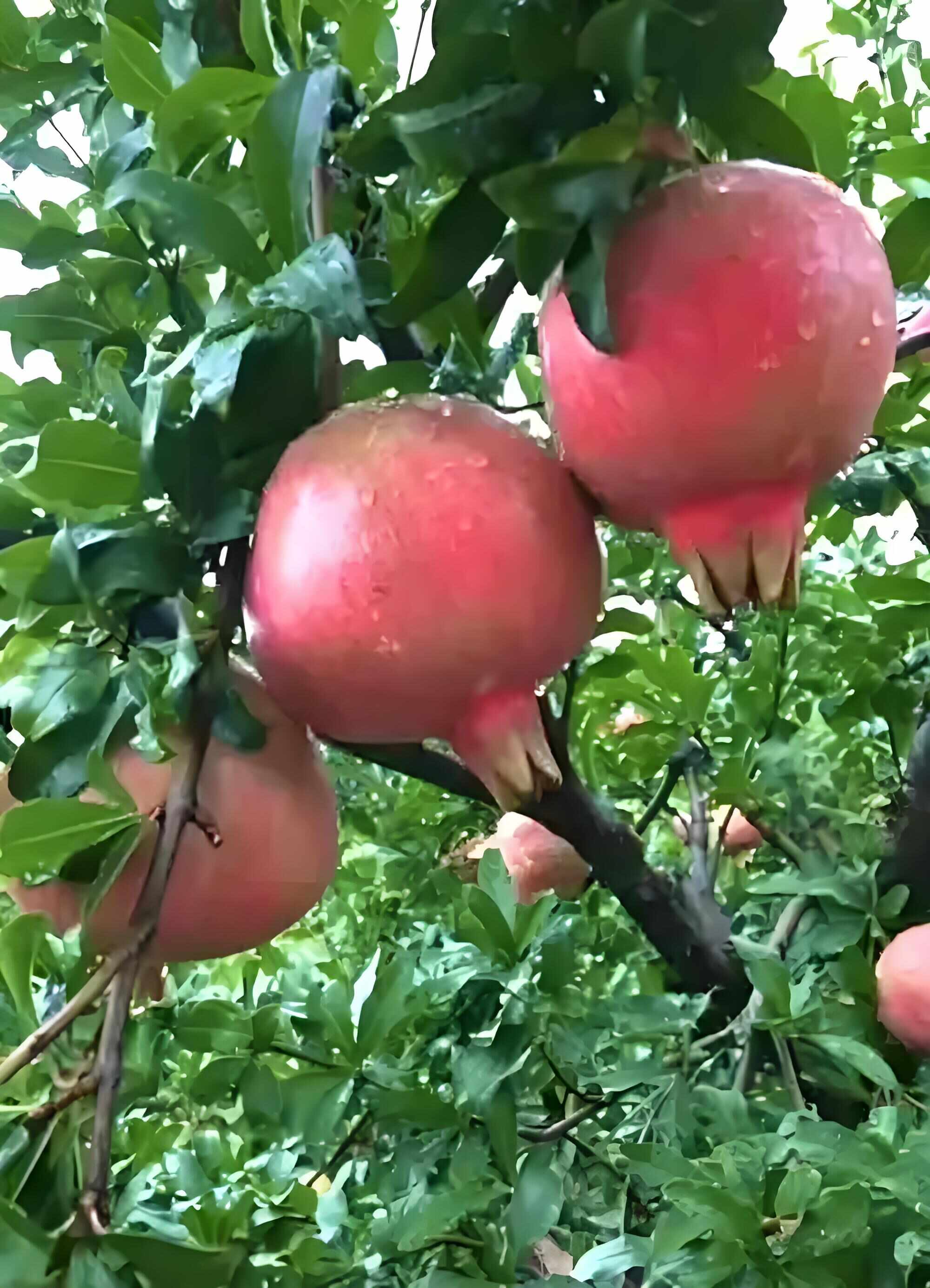 陕西特产临潼石榴甜石榴新鲜水果水晶石榴果农直发