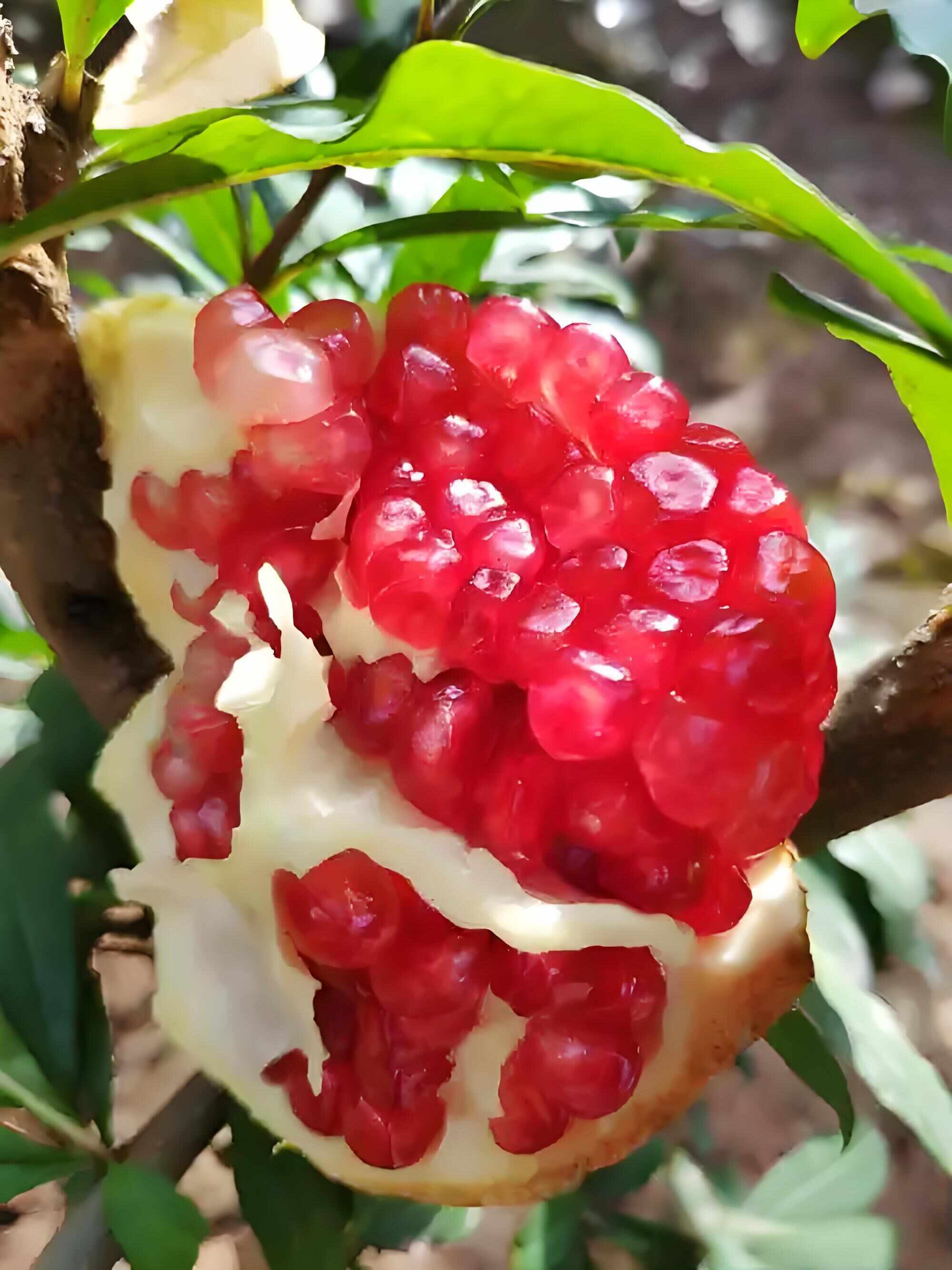 陕西特产临潼石榴甜石榴新鲜水果水晶石榴果农直发