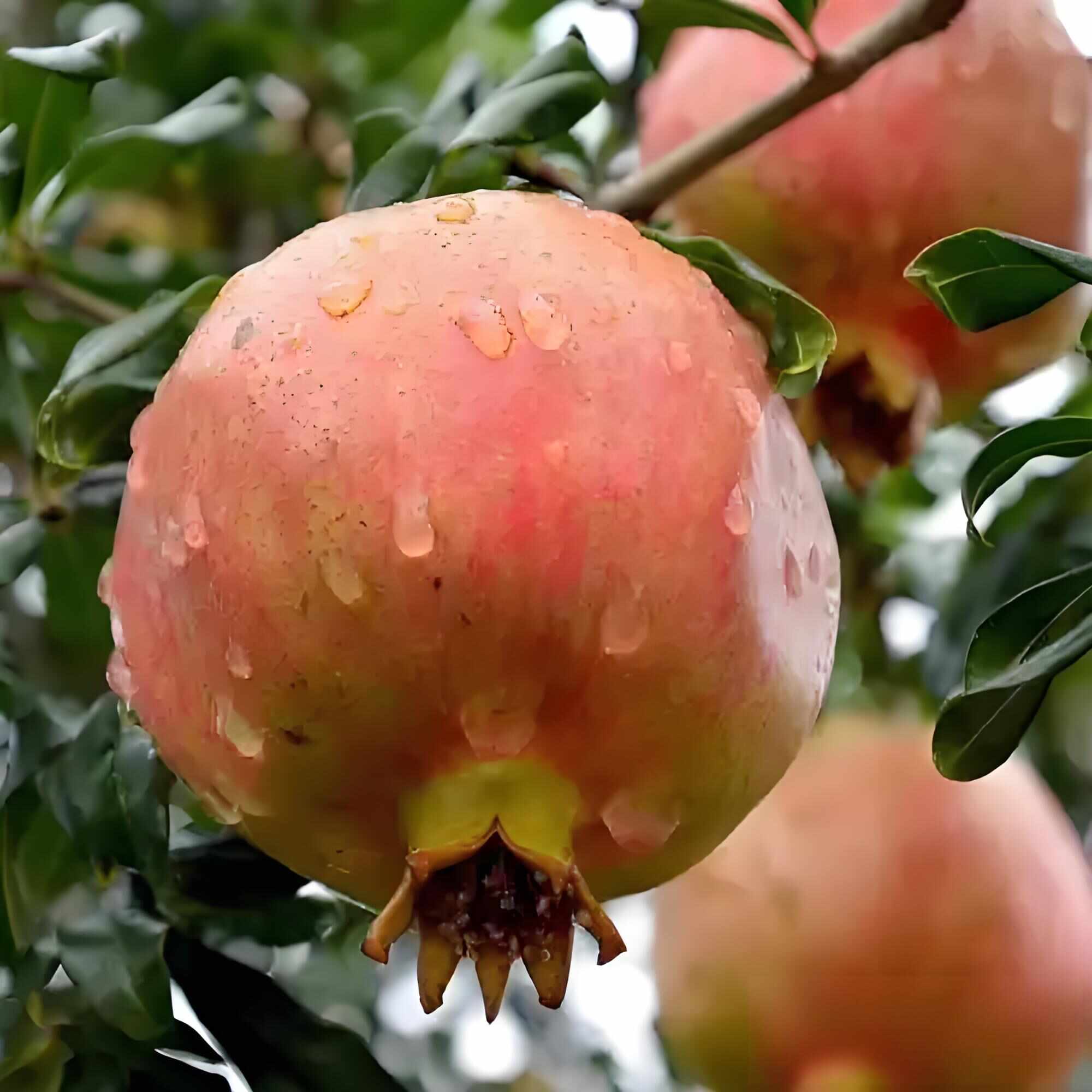 陕西特产临潼石榴甜石榴新鲜水果水晶石榴果农直发