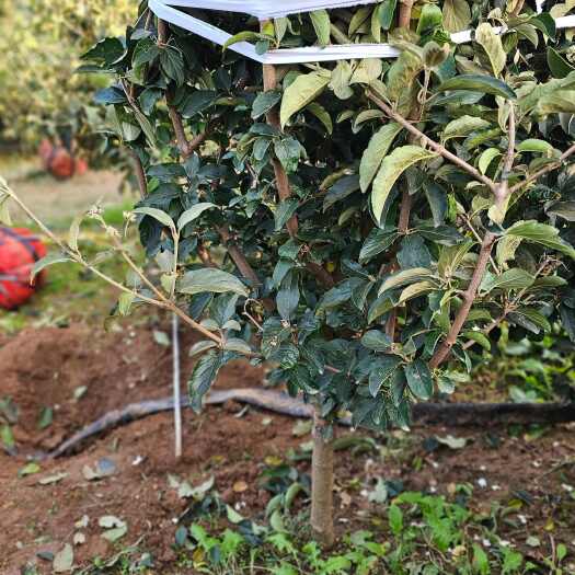 郯城县中华木绣球（山东斗球）高度2米地径6公分山东基地直发