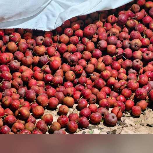 昌邑市大金星山楂 产地直供 山东潍坊昌邑，想要的联系