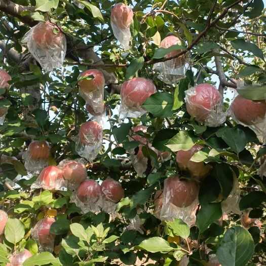 临猗县健康种植的 不催熟  光照充足  降水量大  满嘴溢汁