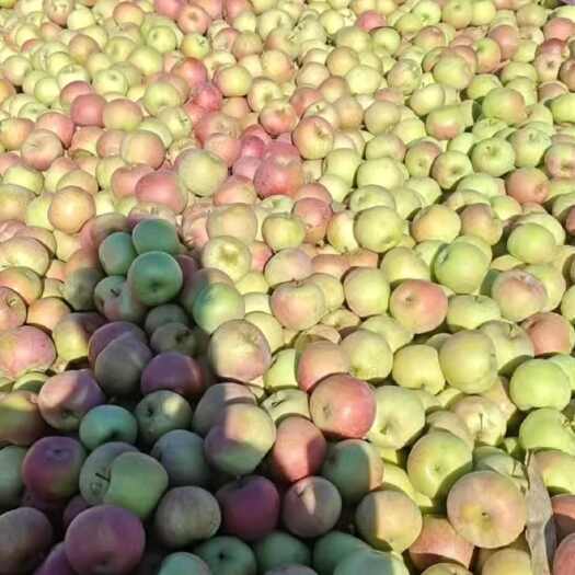 盖州市盖县国光苹果