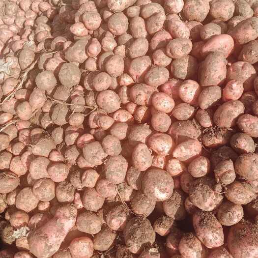 大通县青薯9号，通薯1号产地直销，大量现货。红皮黄肉，个大粉多，