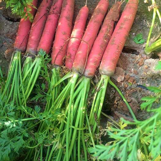 大荔县陕西大荔水果红萝卜