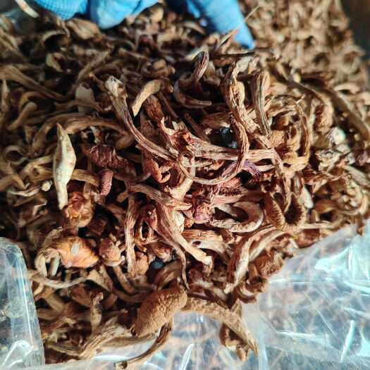 滑子蘑筛下腿跟小嫩芽