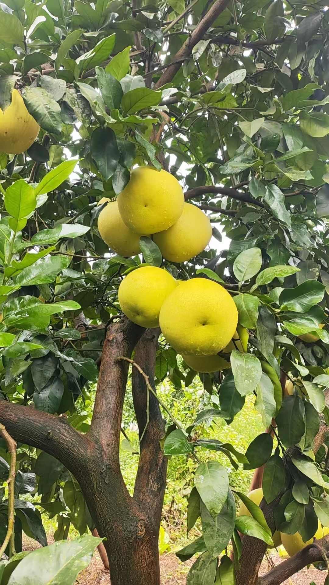 四川眉山精品蜜柚 1.5-5斤/颗 散装供应