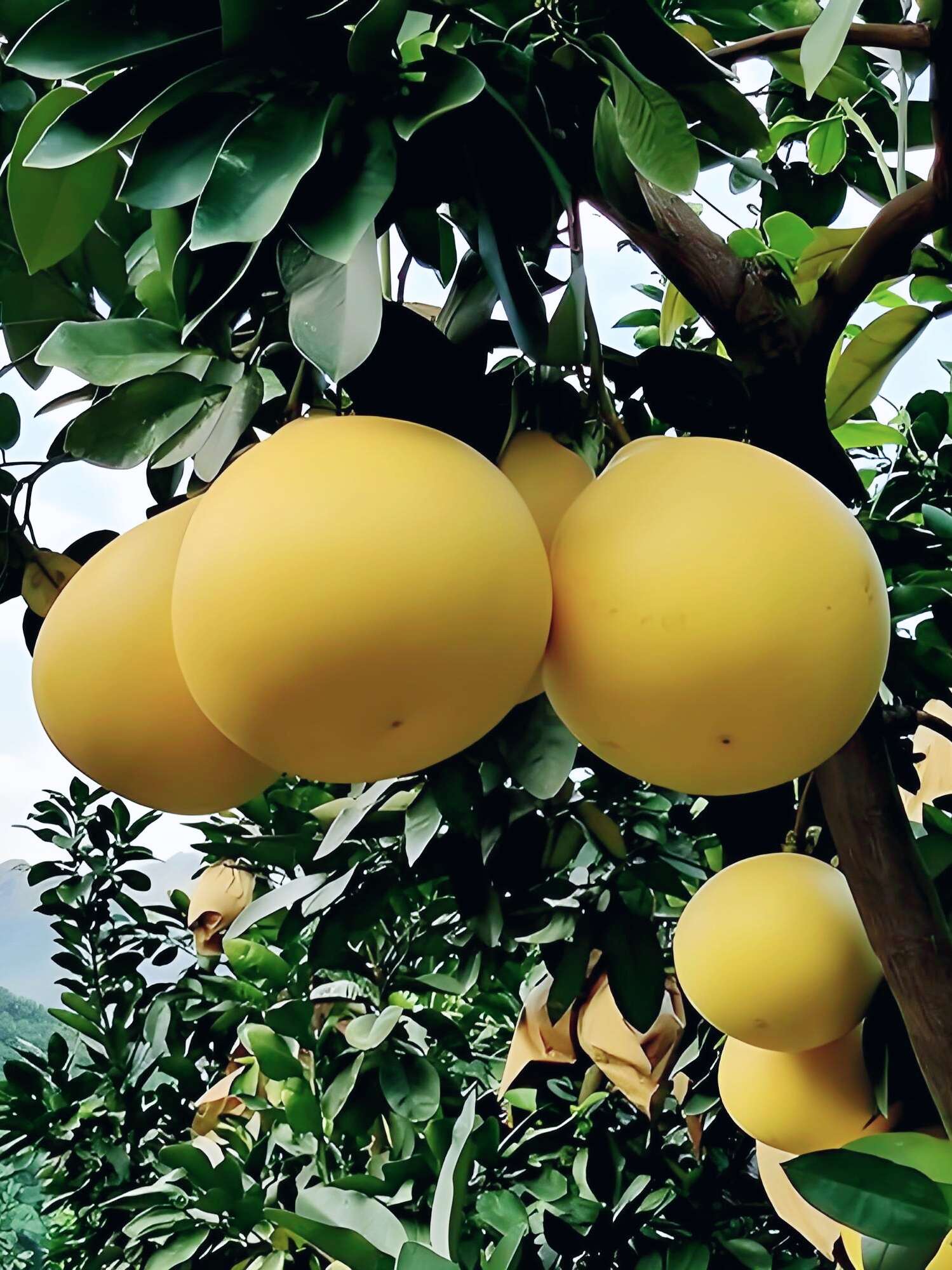 四川眉山精品蜜柚 1.5-5斤/颗 散装供应