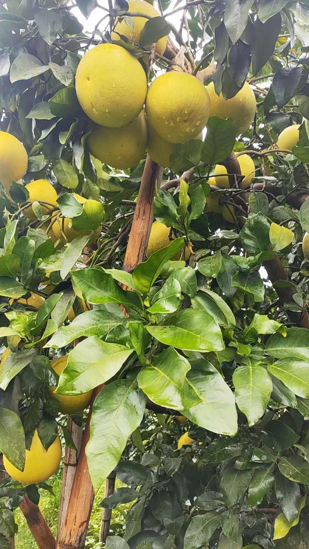 四川眉山精品蜜柚 1.5-5斤/颗 散装供应