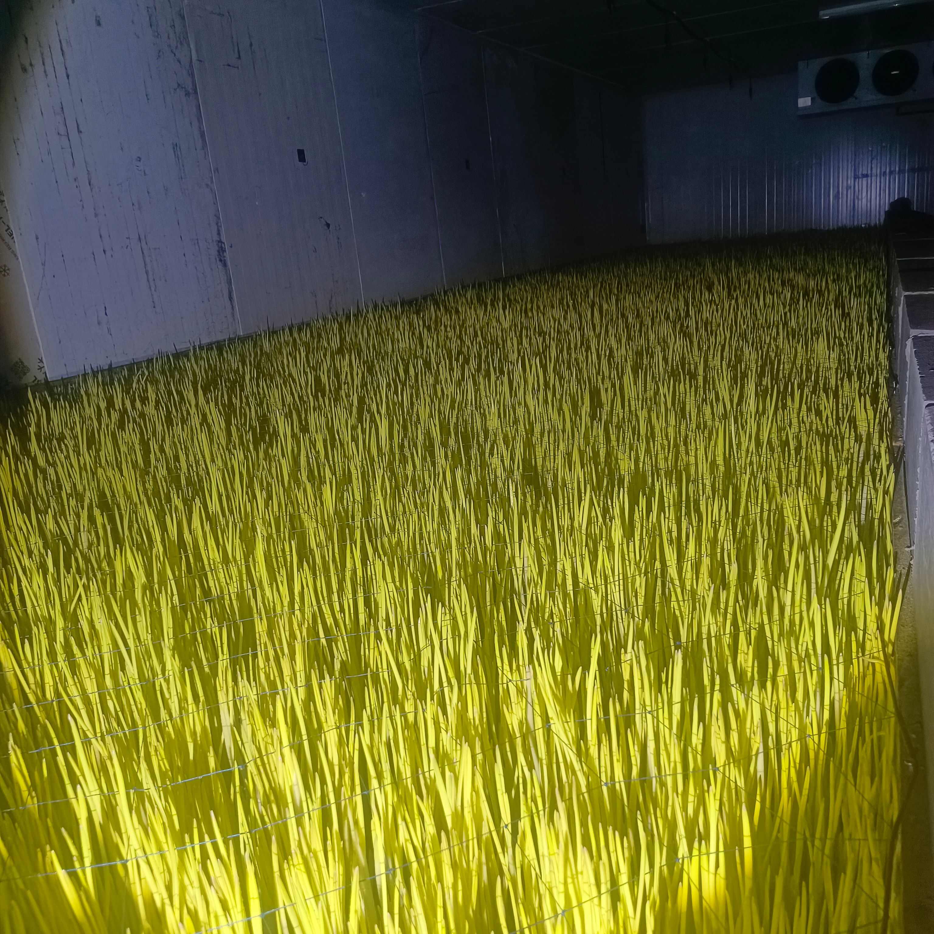 大量蒜黄十天左右收割