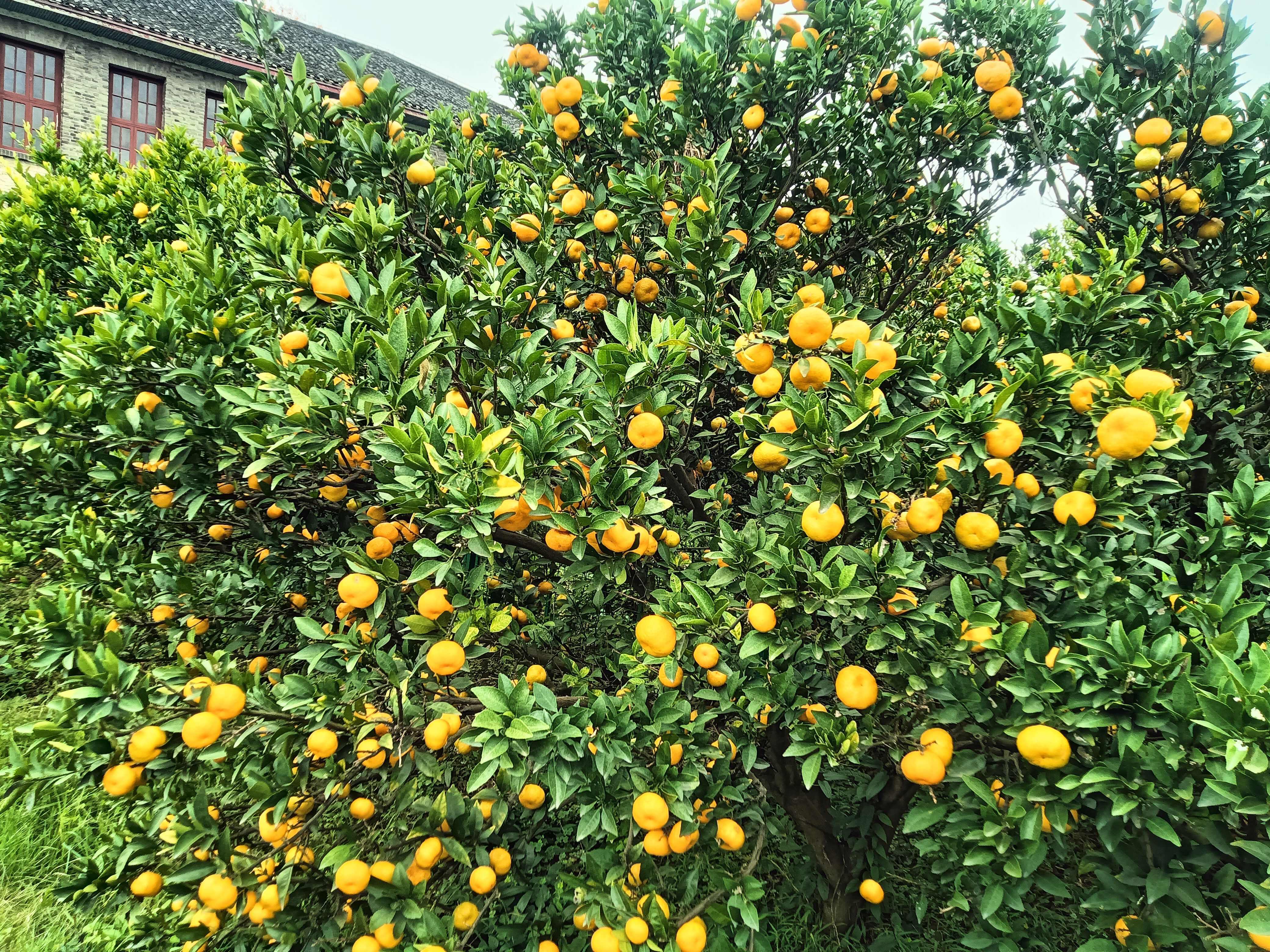 南丰蜜桔,产地直销,现采现卖,口感纯甜