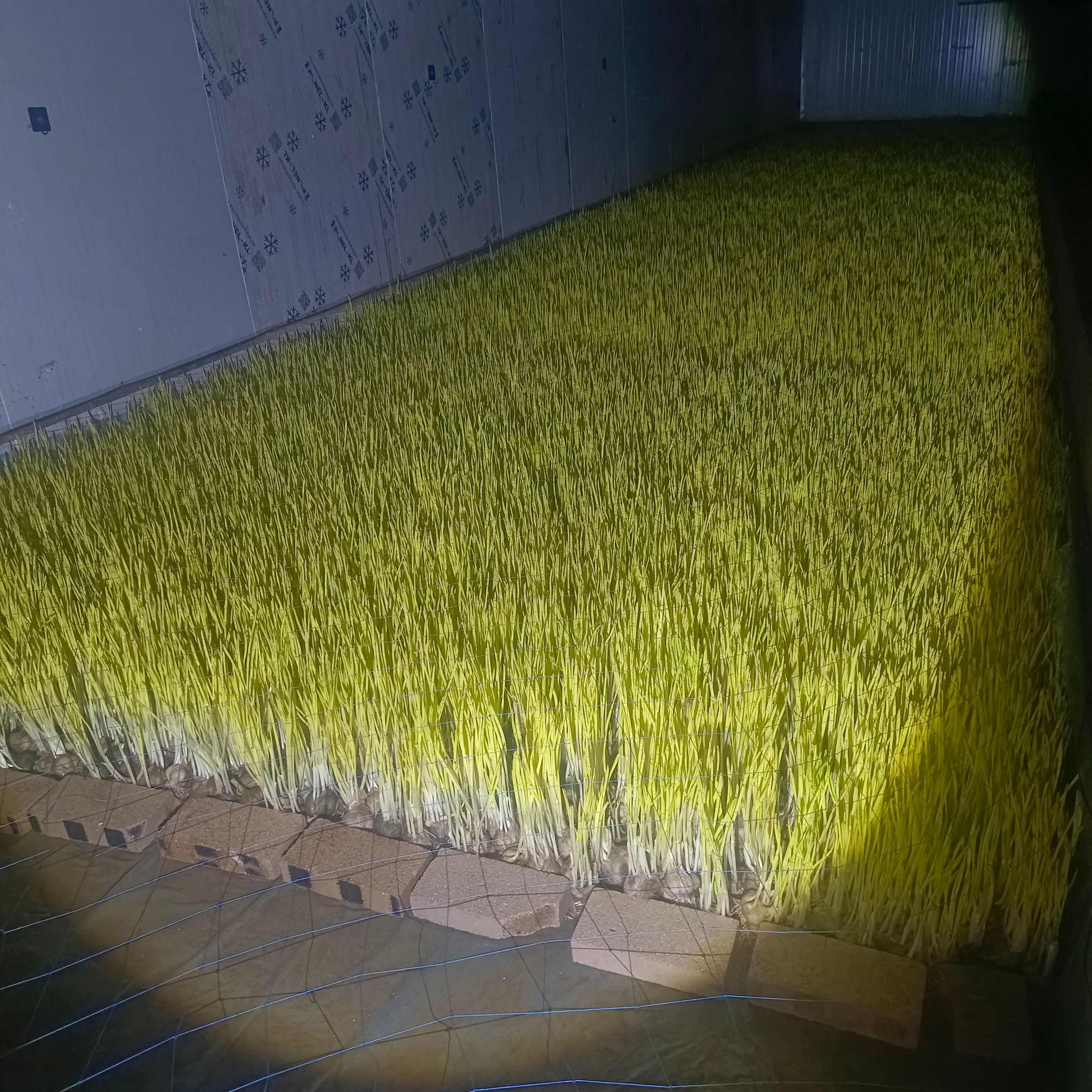 大量蒜黄十天左右收割