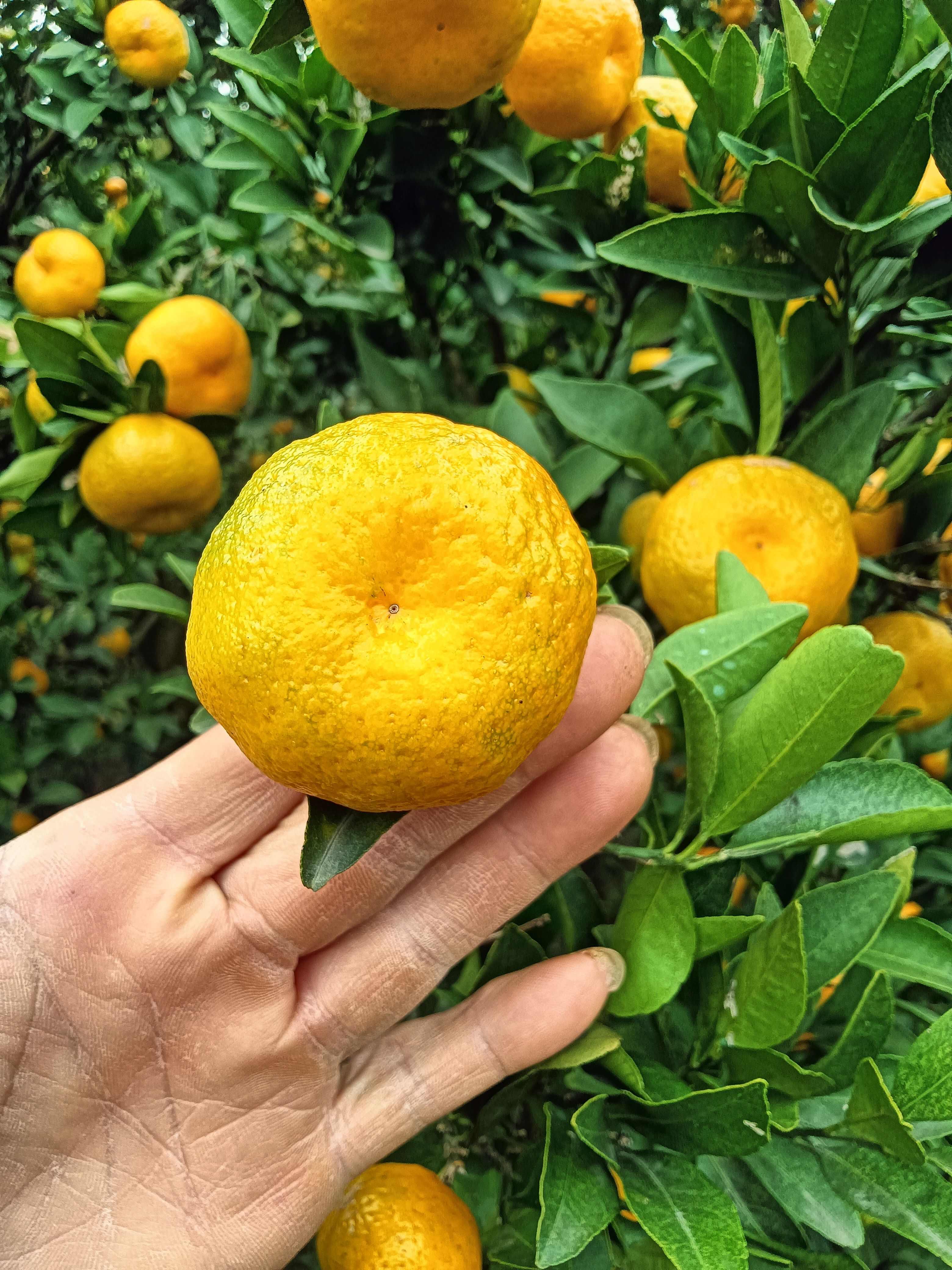 南丰蜜桔,产地直销,现采现卖,口感纯甜