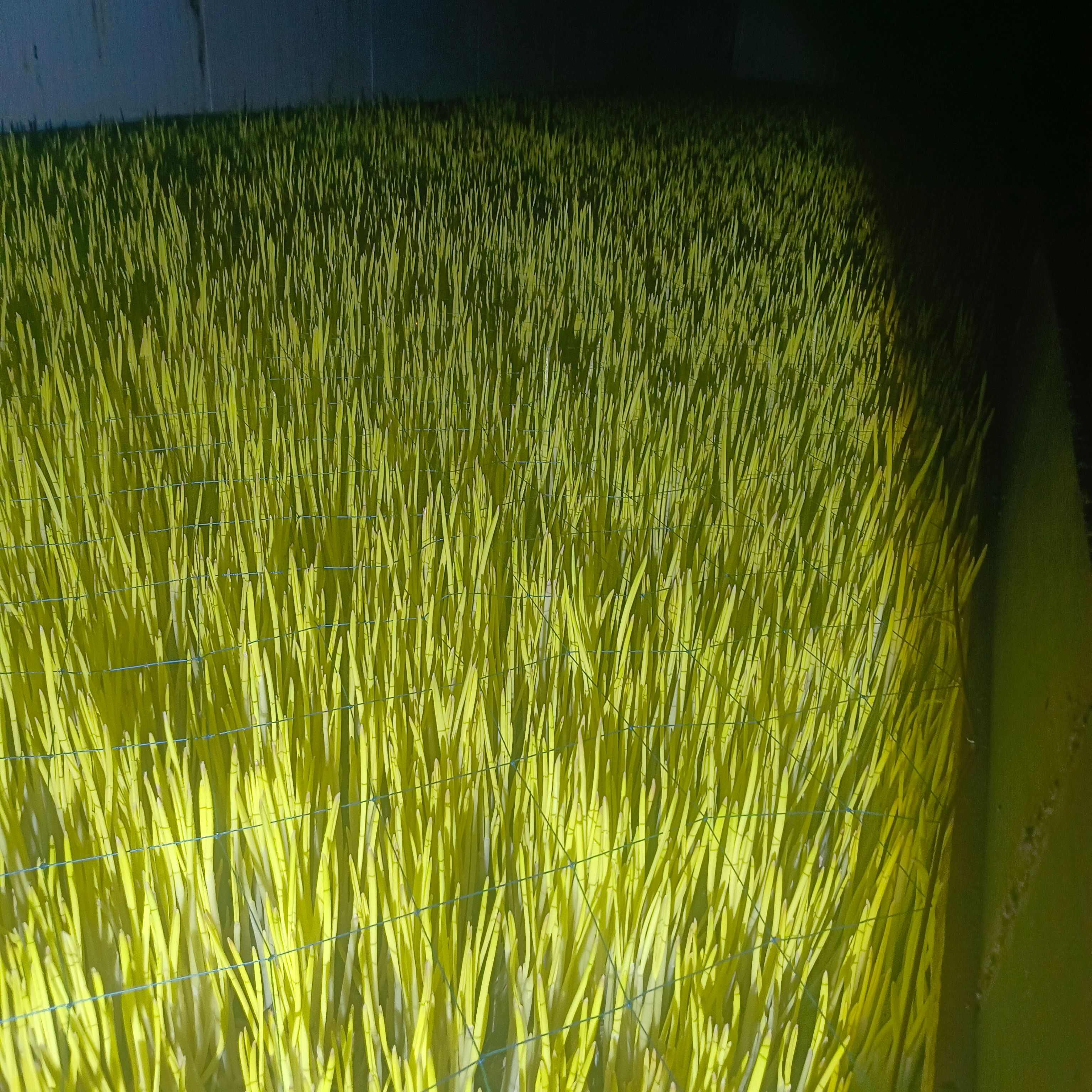 大量蒜黄十天左右收割