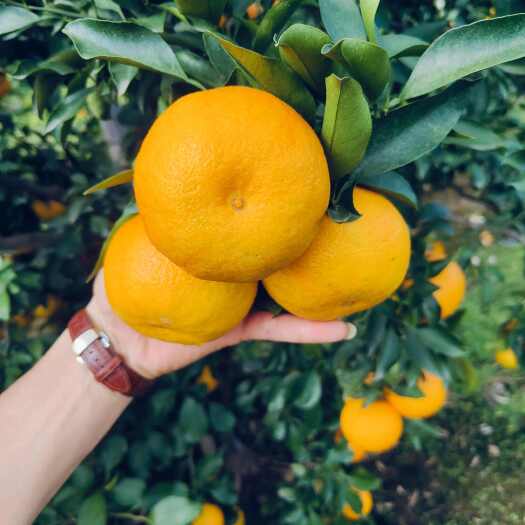 仁寿县耙耙柑（春见）