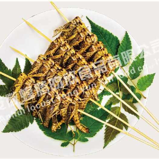 淮南常年供应，质量稳定，蚂蚱，价格合理，