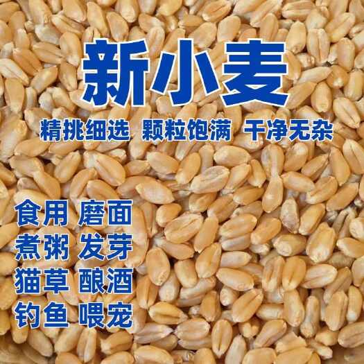 天长市今年新出的小麦，磨面，钓鱼打窝，喂鸽子，做饲料都很好