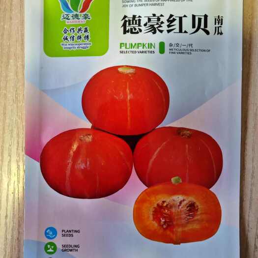 文成县南瓜种子德豪红贝南瓜种子粉糯甜早熟口感佳杂交一代抗逆强好吃