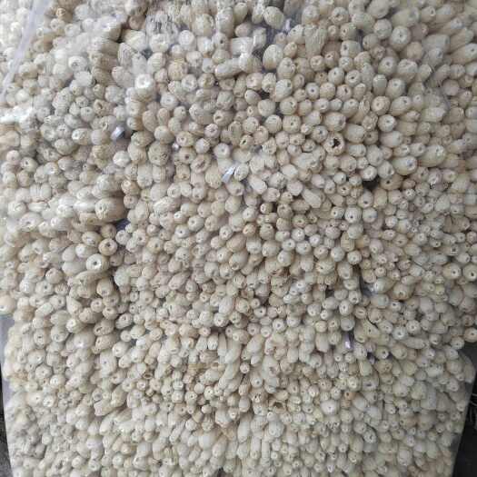 古田县福建省古田县食用菌之都