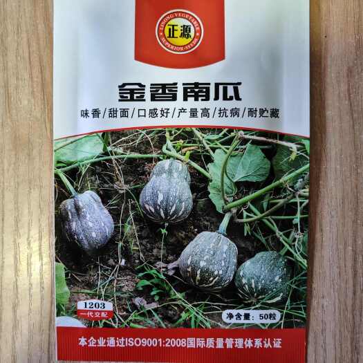 文成县金香南瓜种子味香甜面口感好早中熟香香南瓜香栗南瓜杂交