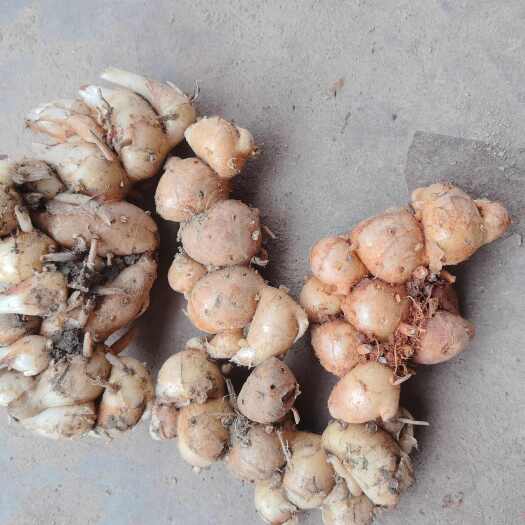 阳春市阳春沙姜产地