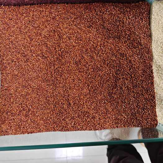 繁峙县青海红藜麦