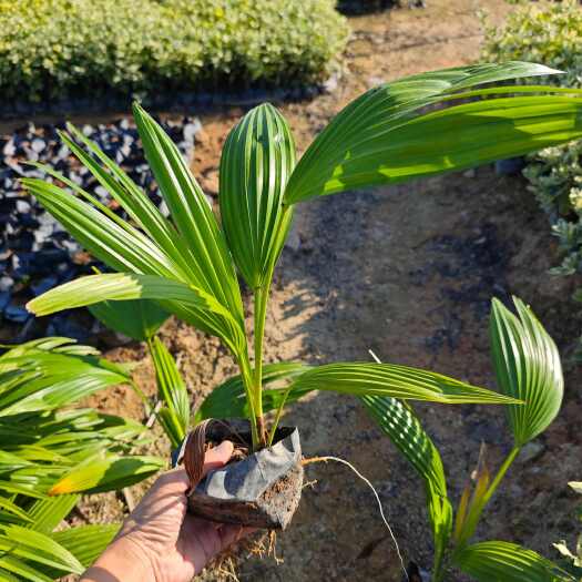 漳州蒲葵 福建  苗木  杯苗 袋苗 供应  批发
