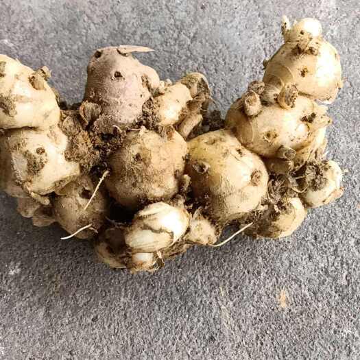 阳春市2025年鲜沙姜