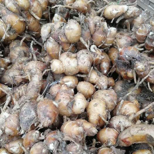 高州市农户自家种的沙姜