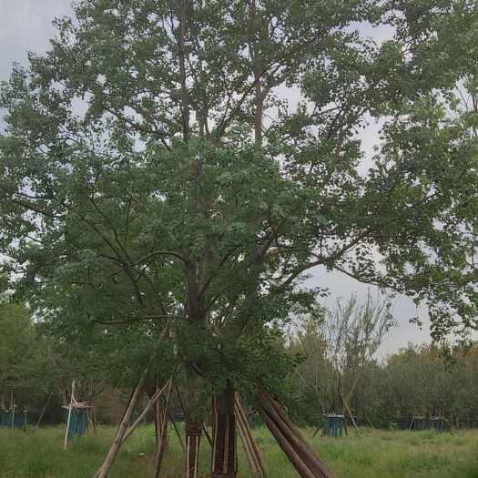临沂假值基地 供应朴树  乌桕  银杏 海棠  丛生朴树