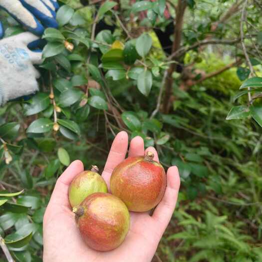 广昌县头道有机物理冷榨山茶油