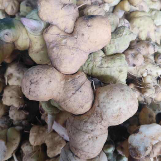 黄精！！！！！！！！